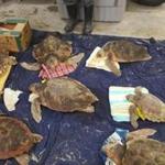 Rescuers saved several loggerhead sea turtles this week.